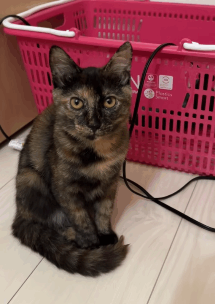 お話を聞く七味ちゃん（＠shichimi7302さんより提供）