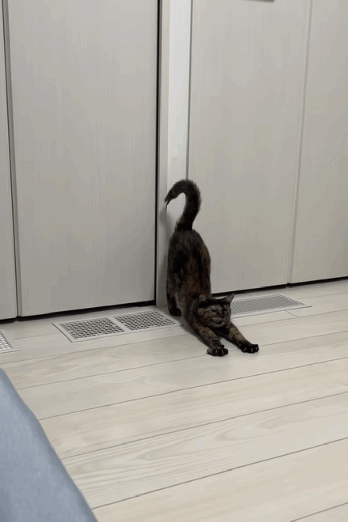 朝の伸び（＠shichimi7302さんより提供）