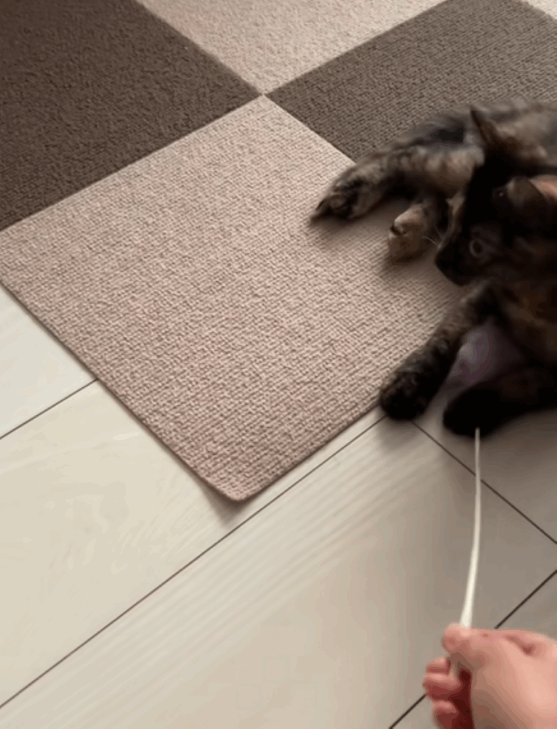 普段の七味ちゃん①（＠shichimi7302さんより提供）