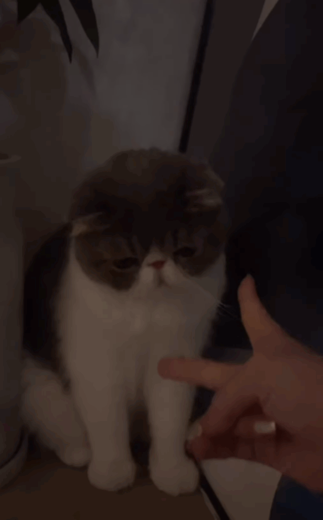 飼い主さんとじゃんけん（＠mozuchapiiさんより提供）