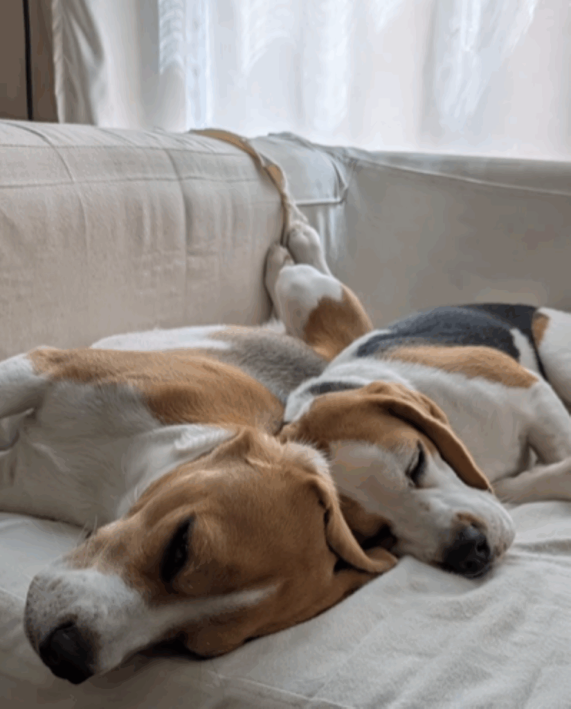 くっついて寝る兄妹（＠beagle_koma92_orin91さんより提供）