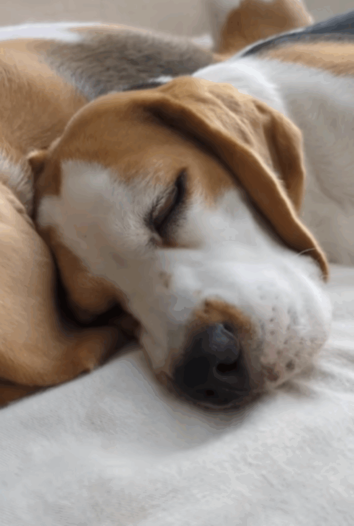 おりんちゃんの寝顔（＠beagle_koma92_orin91さんより提供）