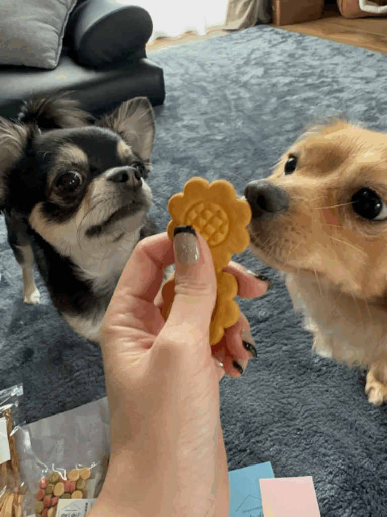 おやつ待ちの2匹（＠ruagram0128__さんより提供）