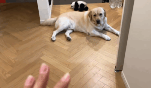 近づいてくる飼い主に気付いた犬『来るぞ…！』　→直後、“まさかの行動”に「わかります」「しっぽが正直」