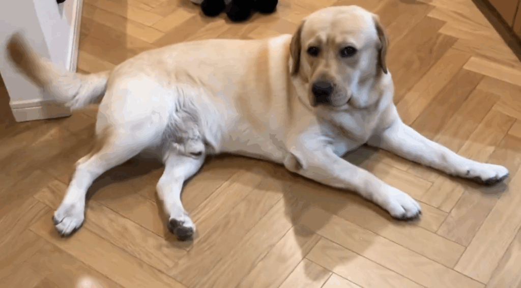 しっぽをブンブン振って待機（@yokozuna_labさんより提供）