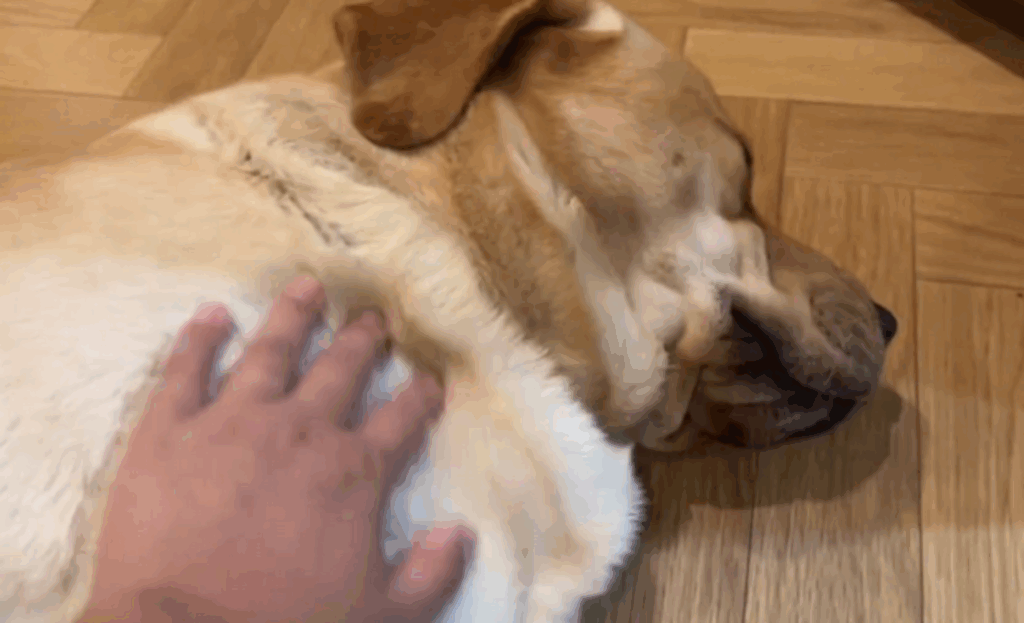 撫でられてご満悦（@yokozuna_labさんより提供）