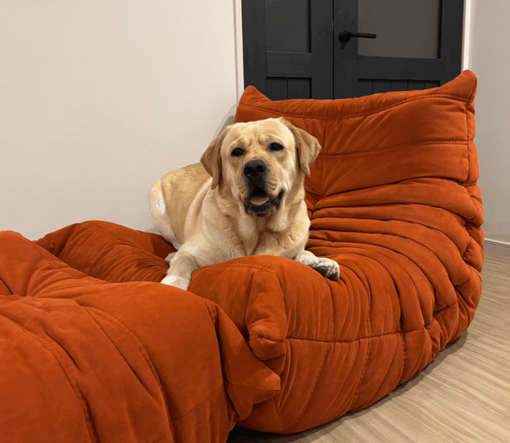 【実際の写真5枚】　飼い主さんが見た光景