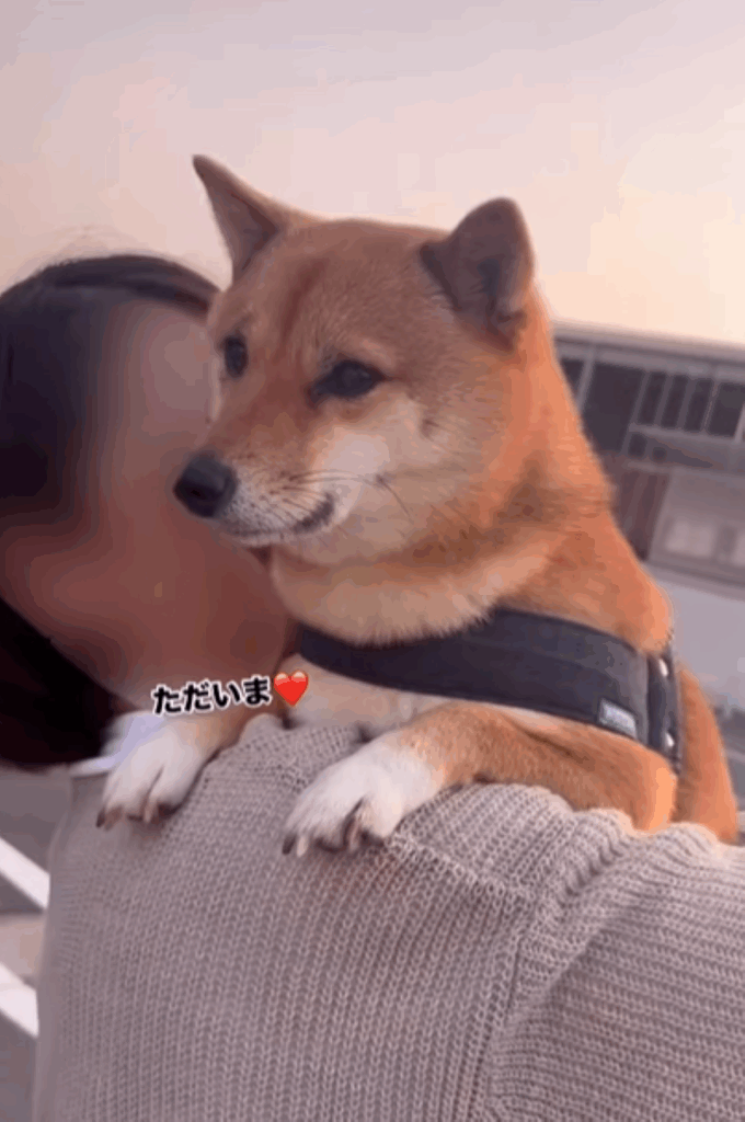 甘えるむぎくん②（＠bashiko214さんより提供）