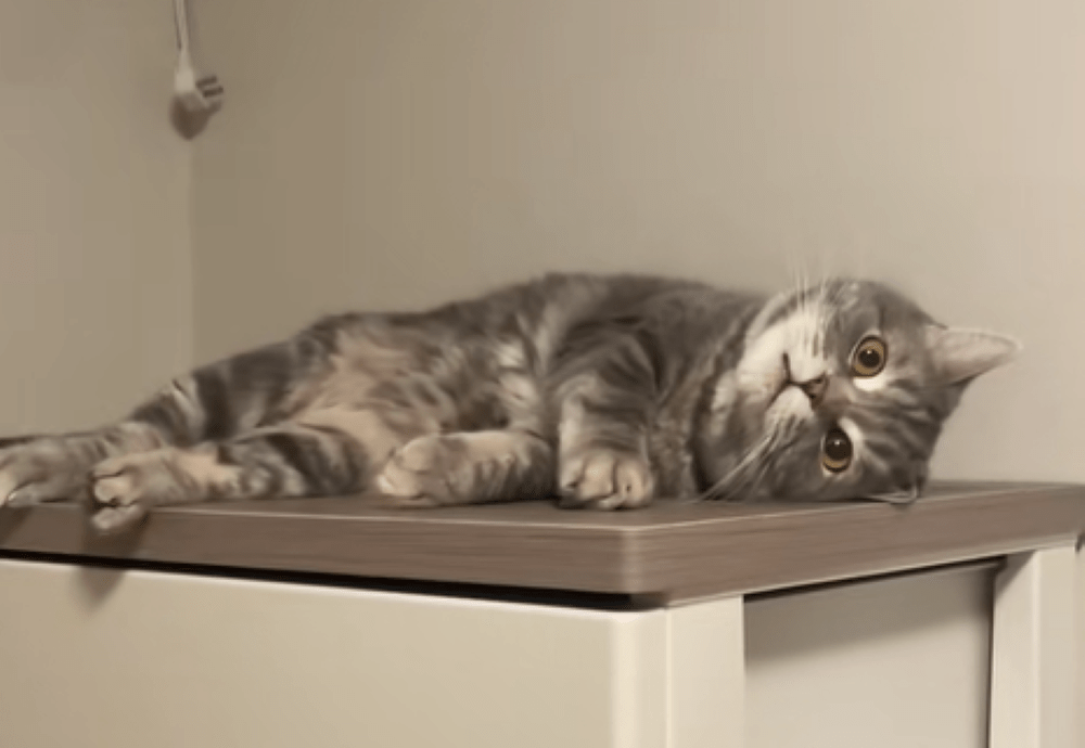 【実際の写真5枚】お留守番を頼まれると