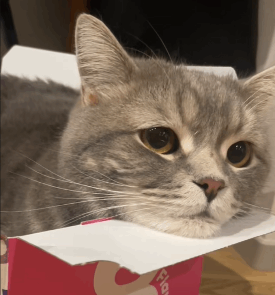 普段のメルくん③（＠meruandyoruさんより提供）