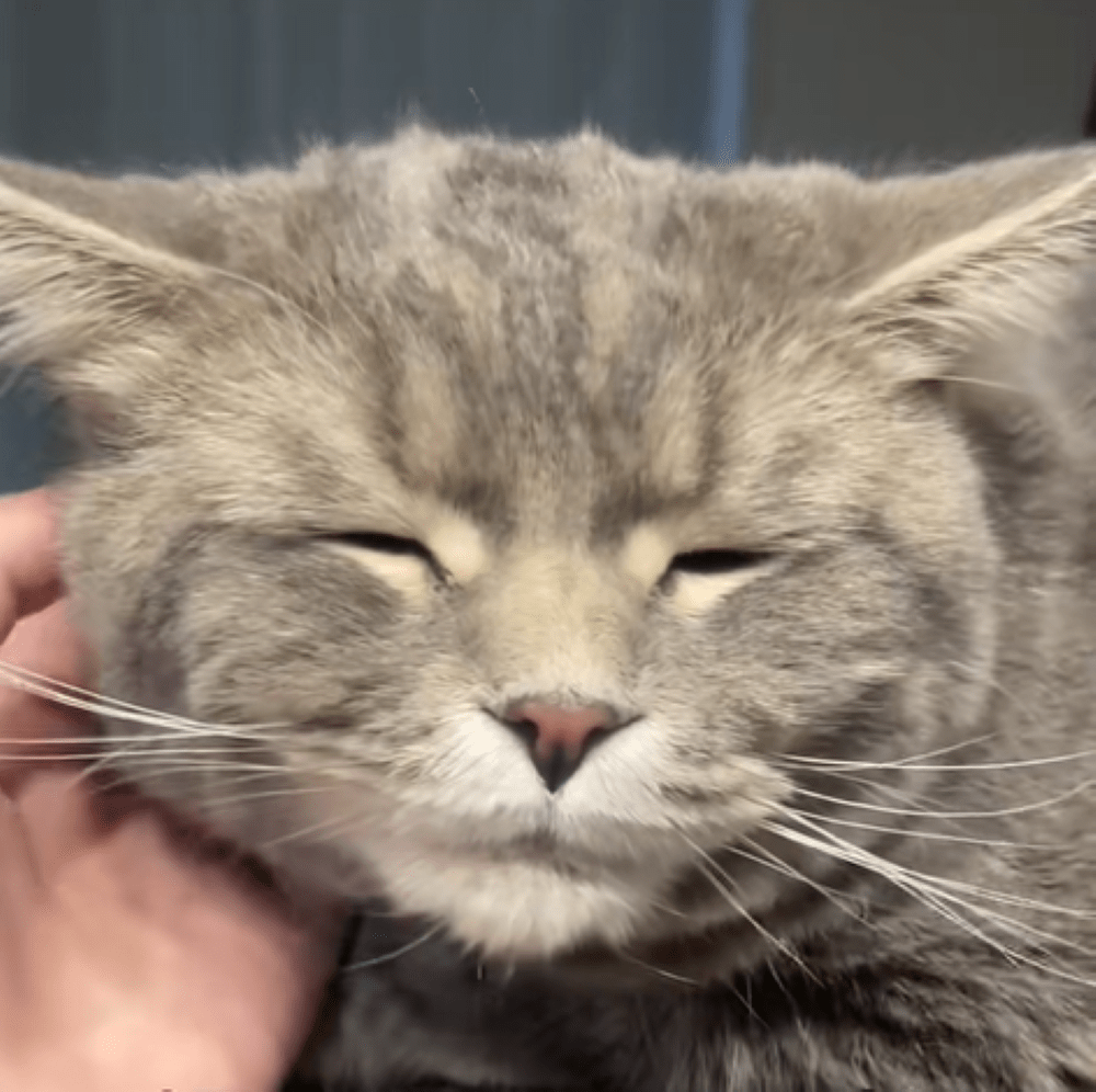 普段のメルくん①（＠meruandyoruさんより提供）