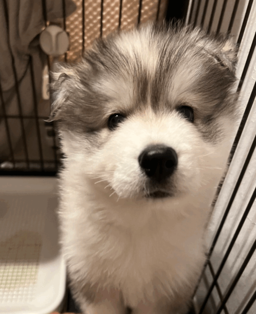 お迎え当初のしらすくん（@samosky_shirasuさんより提供）