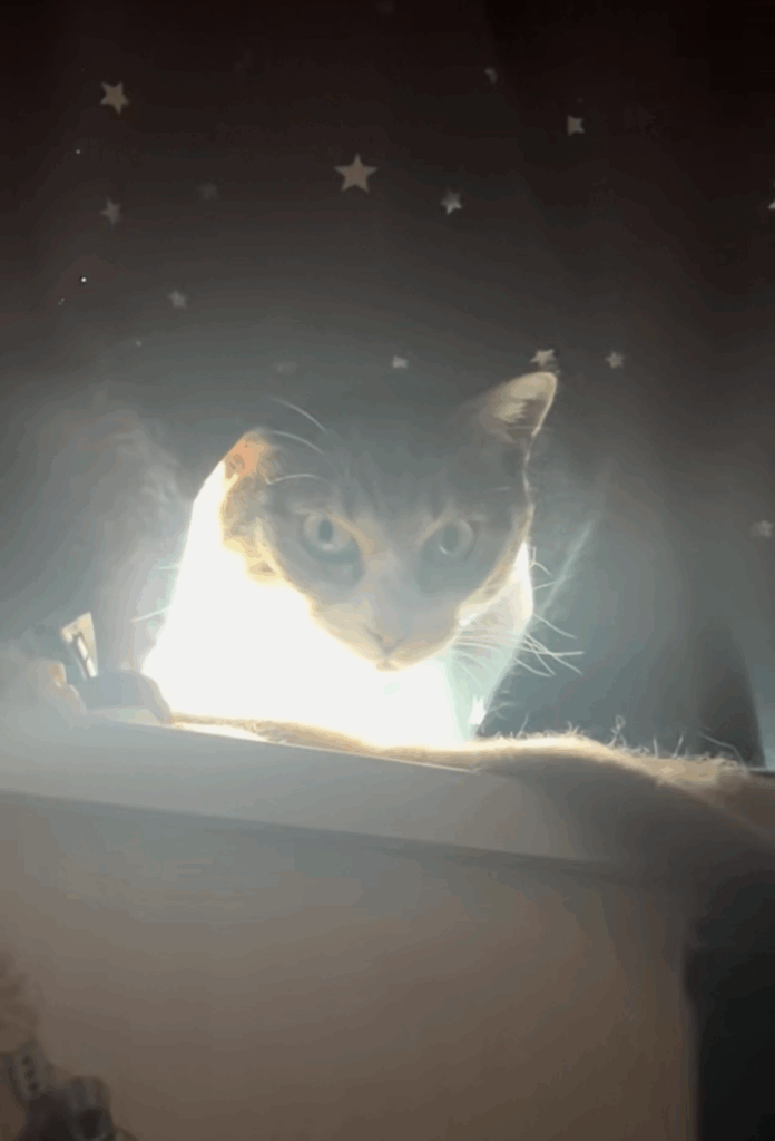 「朝だよ…！」とタイミングをはかるあおくん（@rmpg729mさんより提供）