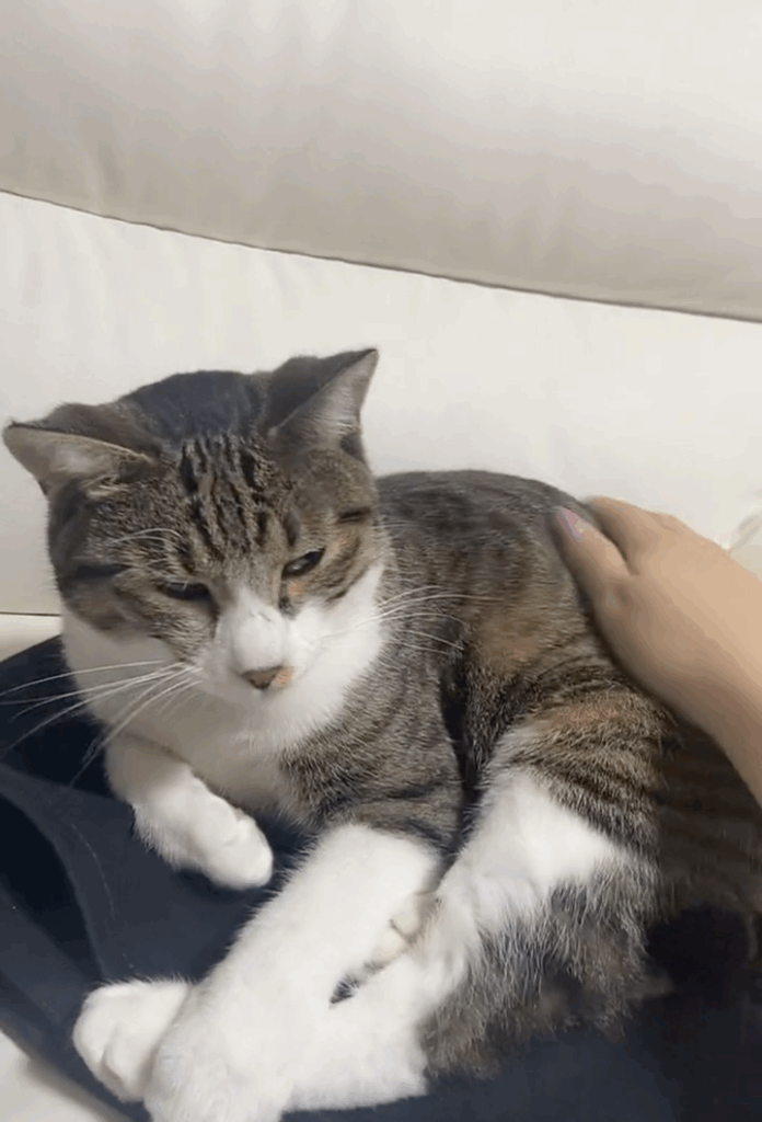 普段は甘えん坊なあおくん（@rmpg729mさんより提供）