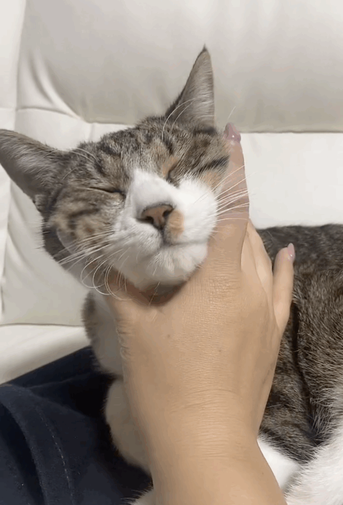 【実際の写真6枚】　飼い主さんが見た光景
