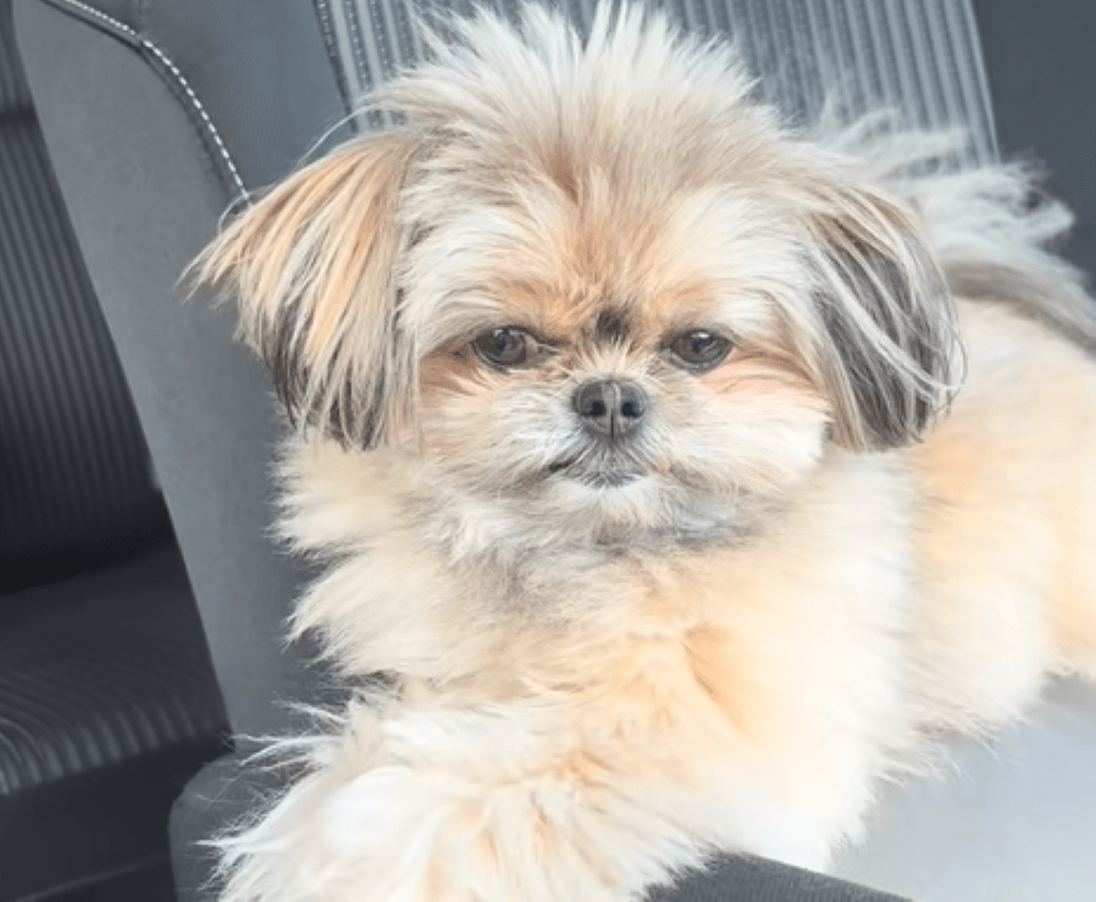 質問される前のこんぶちゃん（＠tky080さんより提供）