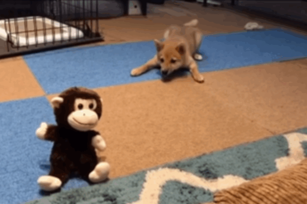 遠くから威嚇してみたり（＠shiba_anko0310さんより提供）