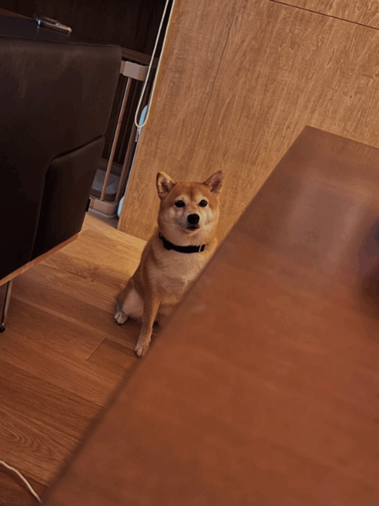 大好きな枝豆をもらおうと大人しく待機（＠shiba_anko0310さんより提供）