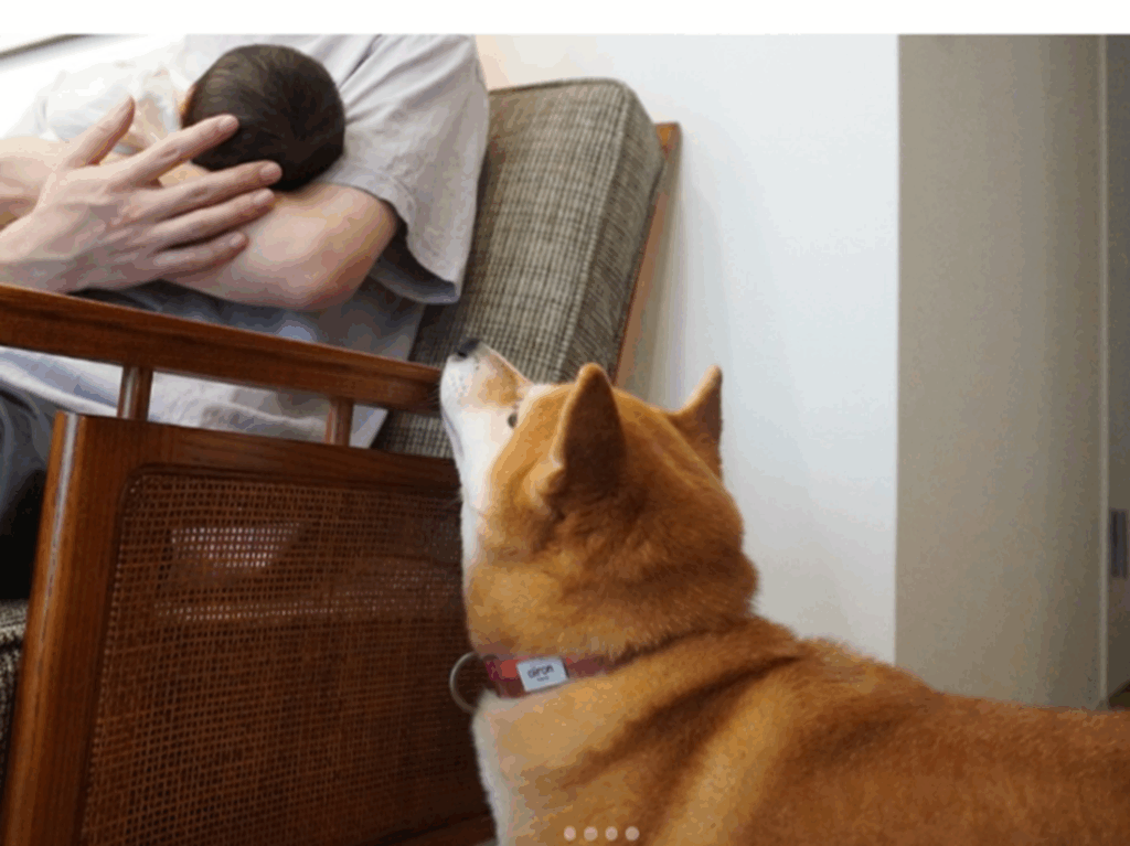 赤ちゃんを見守るあんこちゃん（＠shiba_anko0310さんより提供）