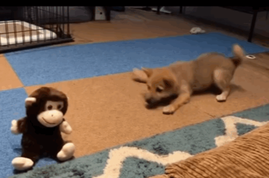 おもちゃが音を出すたびにビクッ！（＠shiba_anko0310さんより提供）