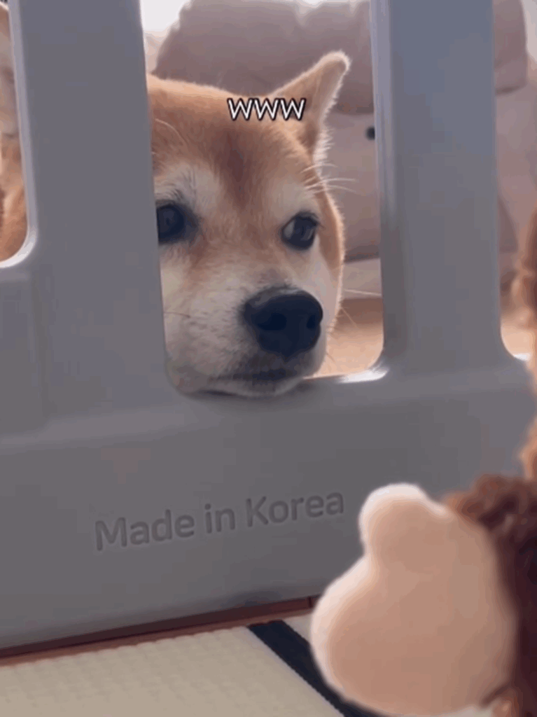 冷たい目でスルー（＠shiba_anko0310さんより提供）