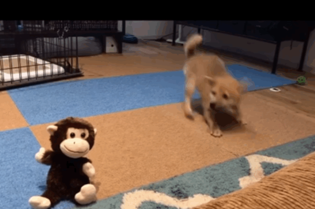 勢いよく近づいてみた（＠shiba_anko0310さんより提供）