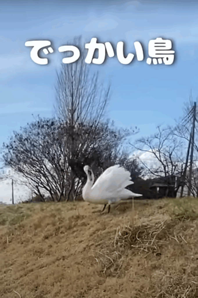 散歩中にでっかい鳥が（@daifuku_samoyedさんより提供）