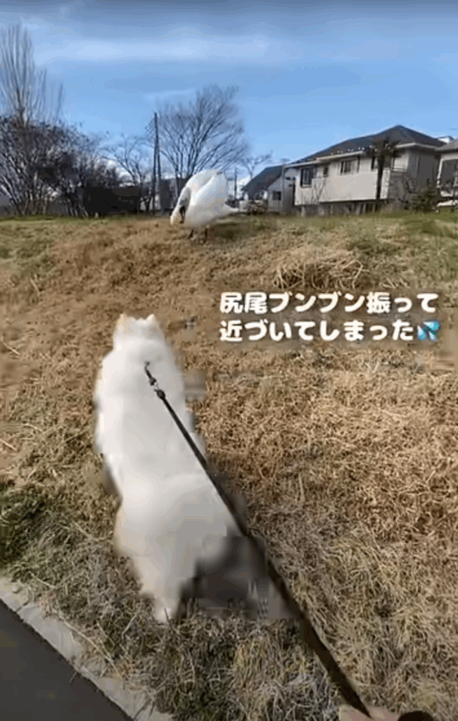 鳥に近寄ろうとするだいふくちゃん（@daifuku_samoyedさんより提供）
