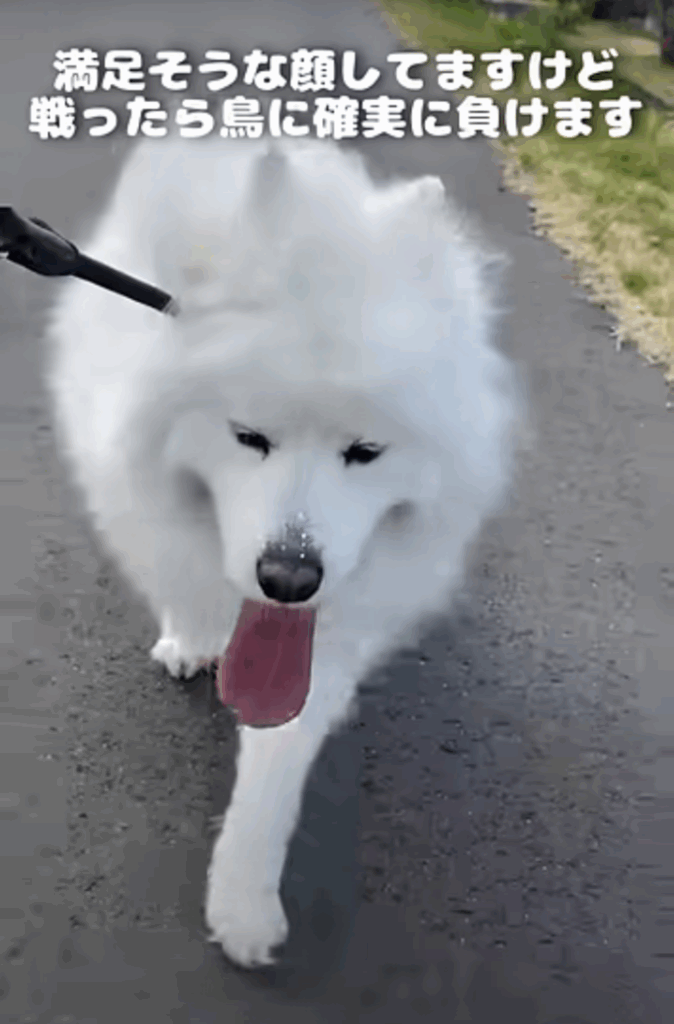 【実際の写真5枚】　飼い主さんが見た光景