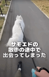 愛犬と散歩中“大物”と鉢合わせ　飼い主ヒヤリの状況に…「私でもビビります！」「友達だと思ったのでは」