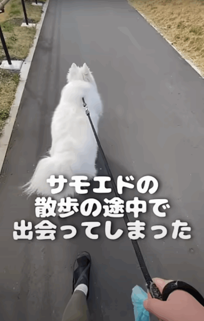 サモエドの散歩で出会った生き物とは？（@daifuku_samoyedさんより提供）