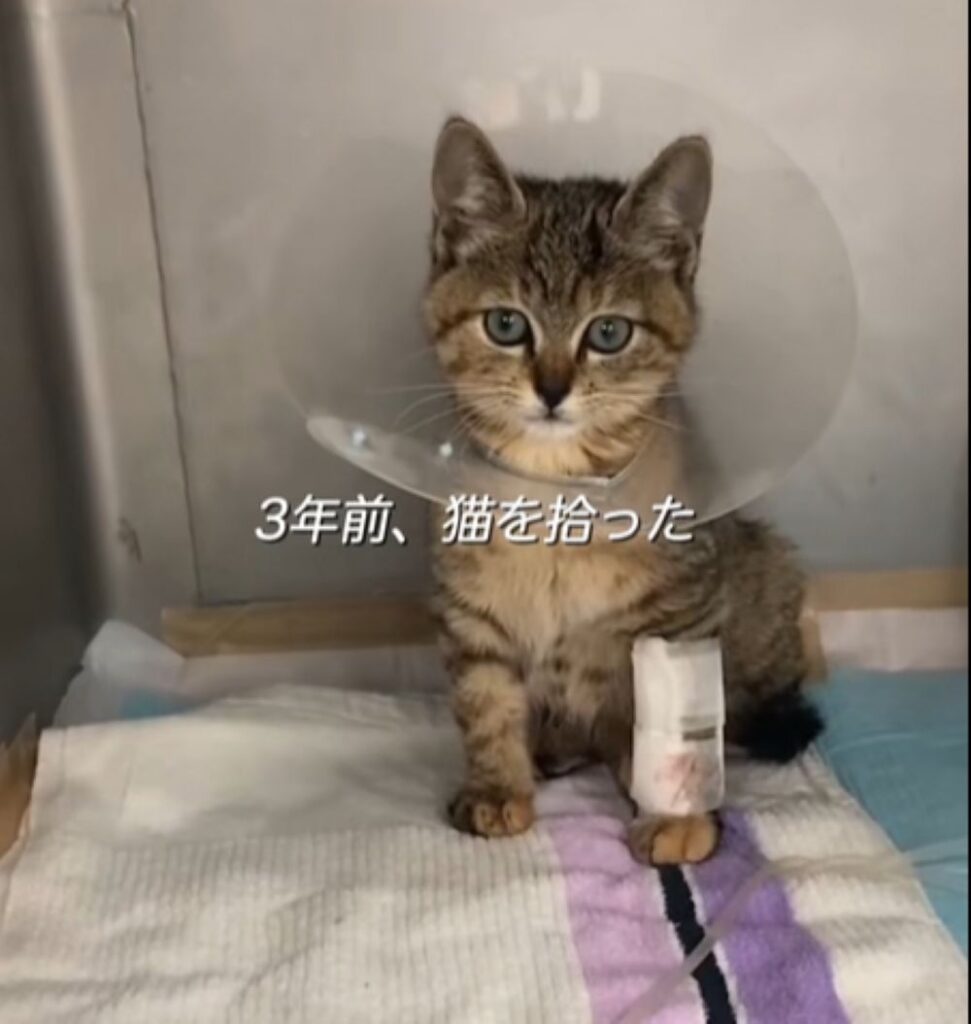3年前に拾った猫ちゃん（＠yskmtstさんより提供）