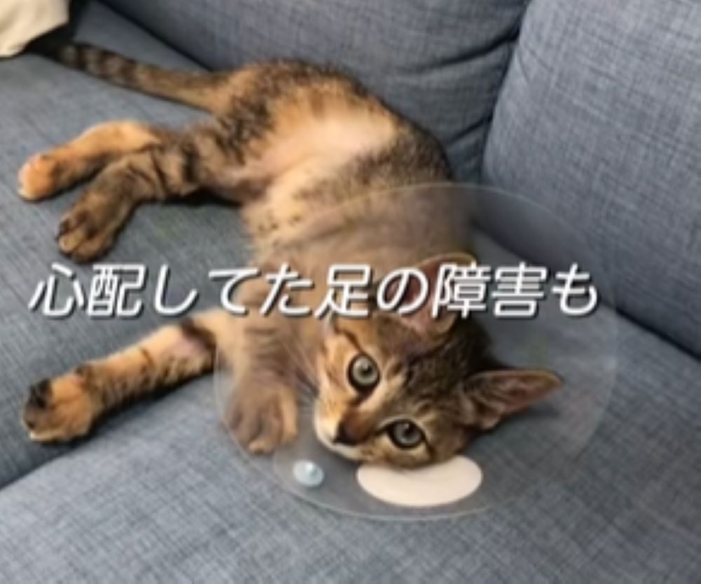 心配されていた足の障害（＠yskmtstさんより提供）