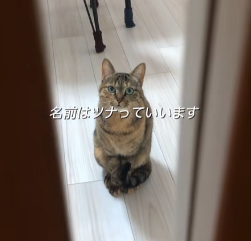 大きくなったツナちゃん（＠yskmtstさんより提供）