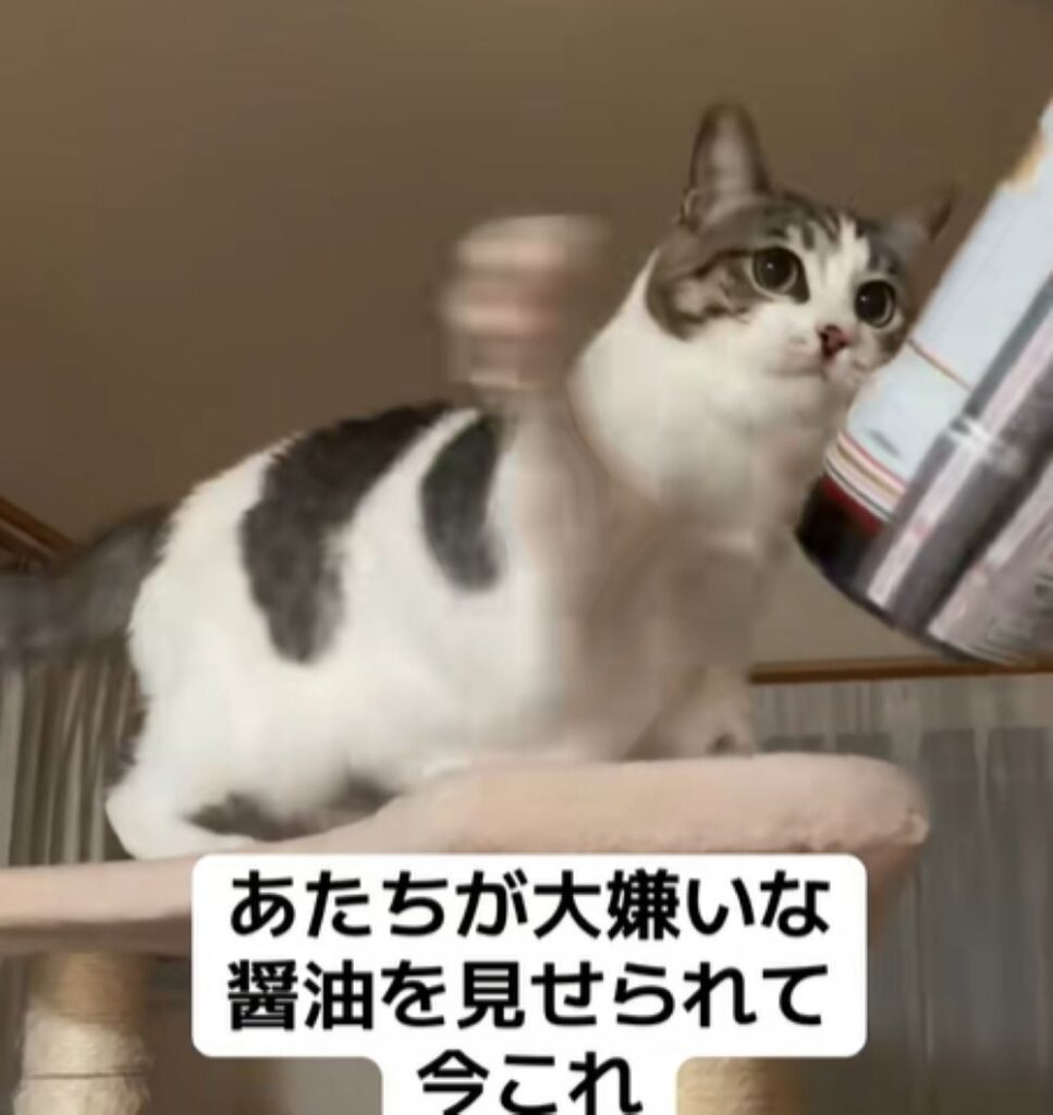 猫パンチ！（＠4kf1siol_さんより提供）