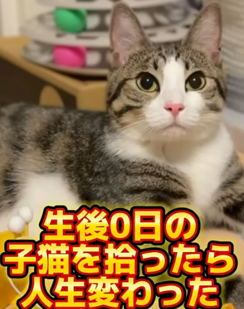 にものちゃん（＠nimonochさんより提供）