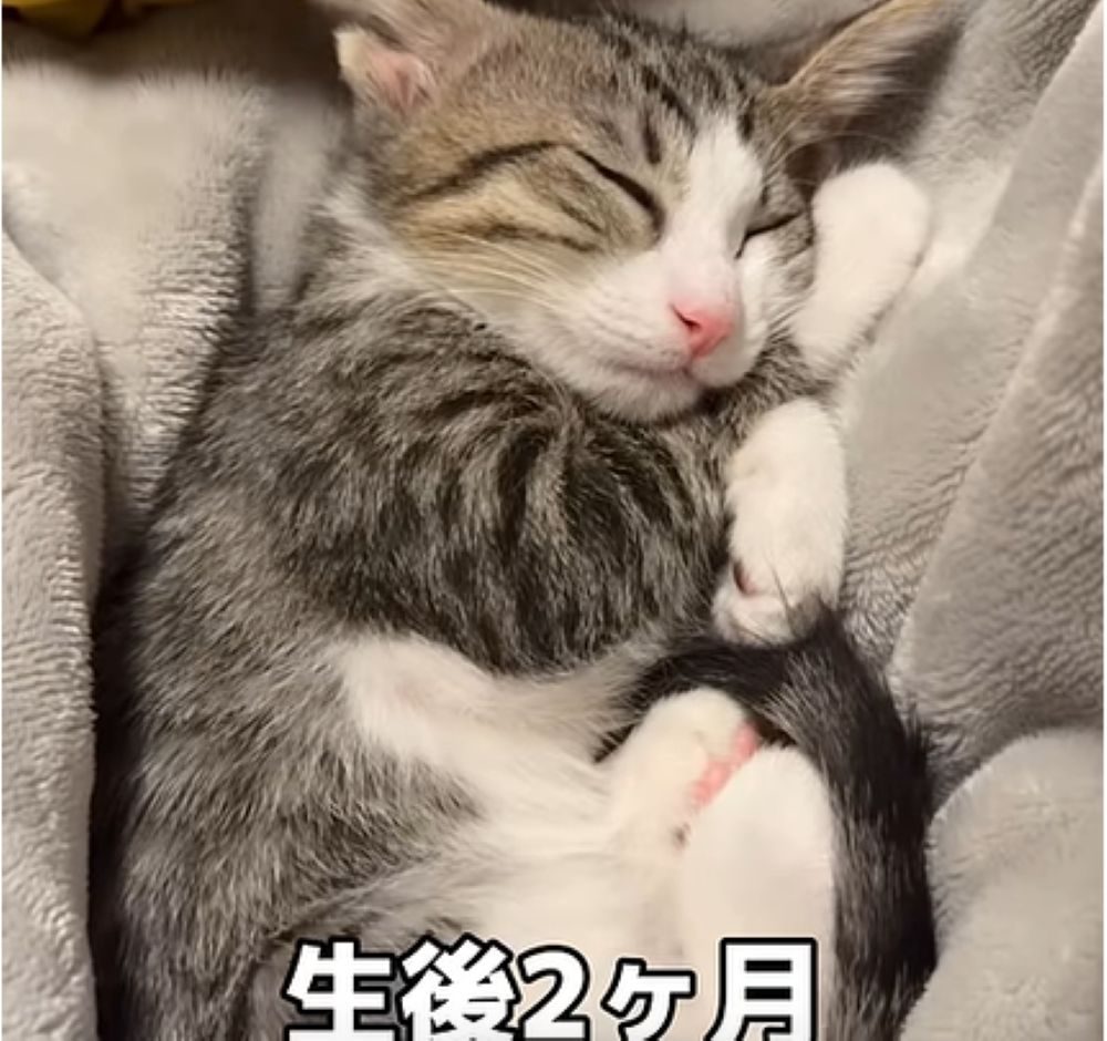 【実際の写真】1年後の姿