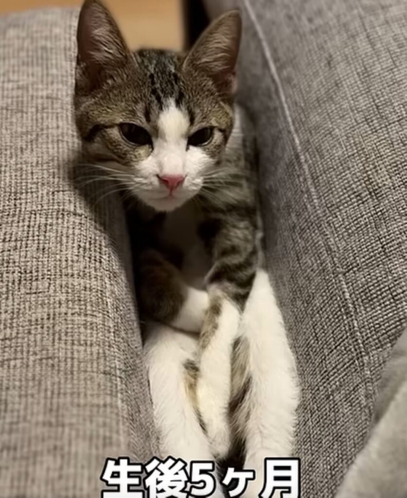 生後5ヶ月（＠nimonochさんより提供）