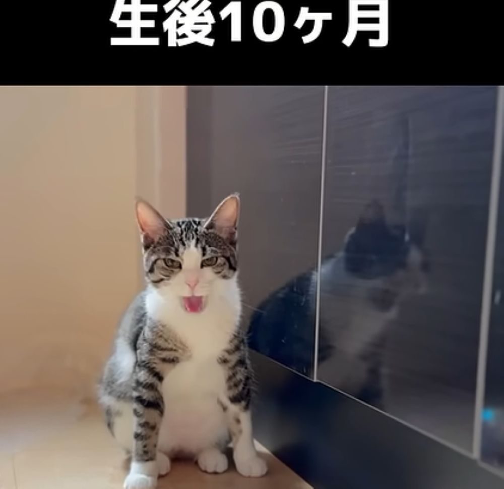 生後10ヶ月（＠nimonochさんより提供）