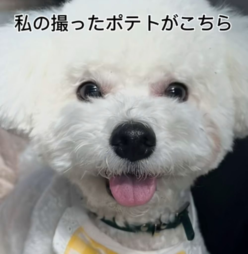 奥さん撮影①（＠potechip2525さんより提供）