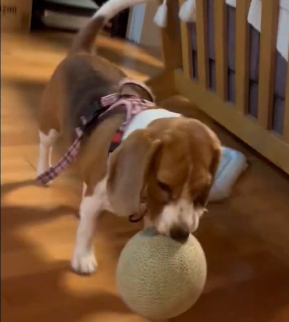 メロンをくわえています（@beagle_0408さんより提供）