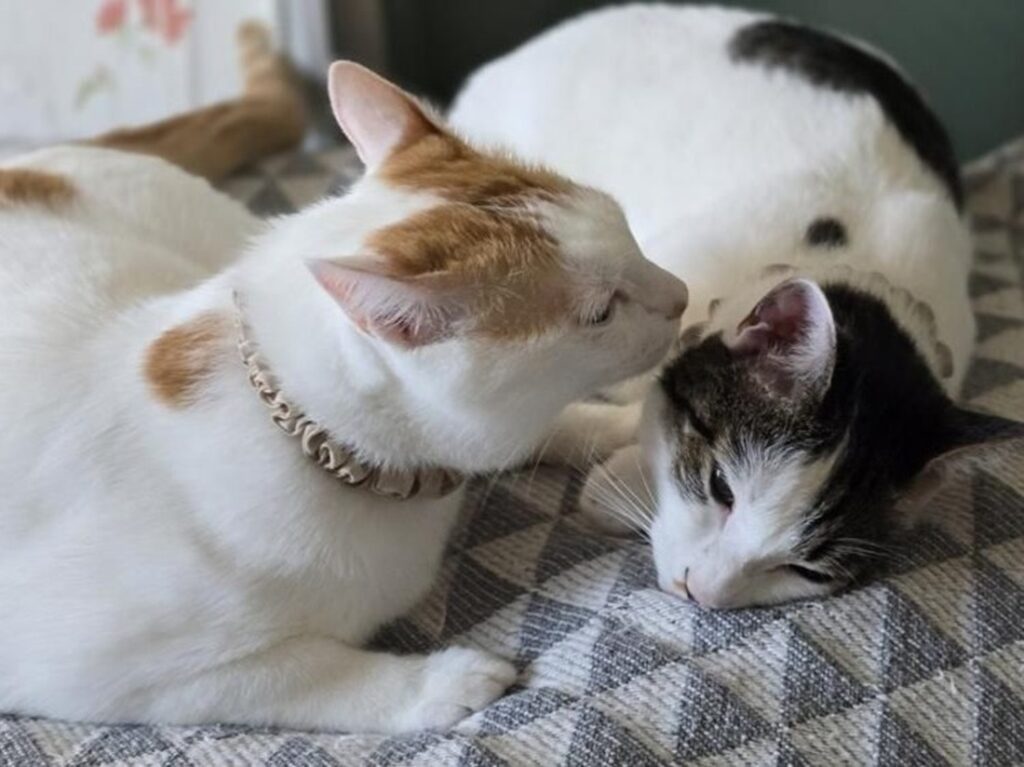 ヒソヒソ話中…？（@foufouchanさんより提供）