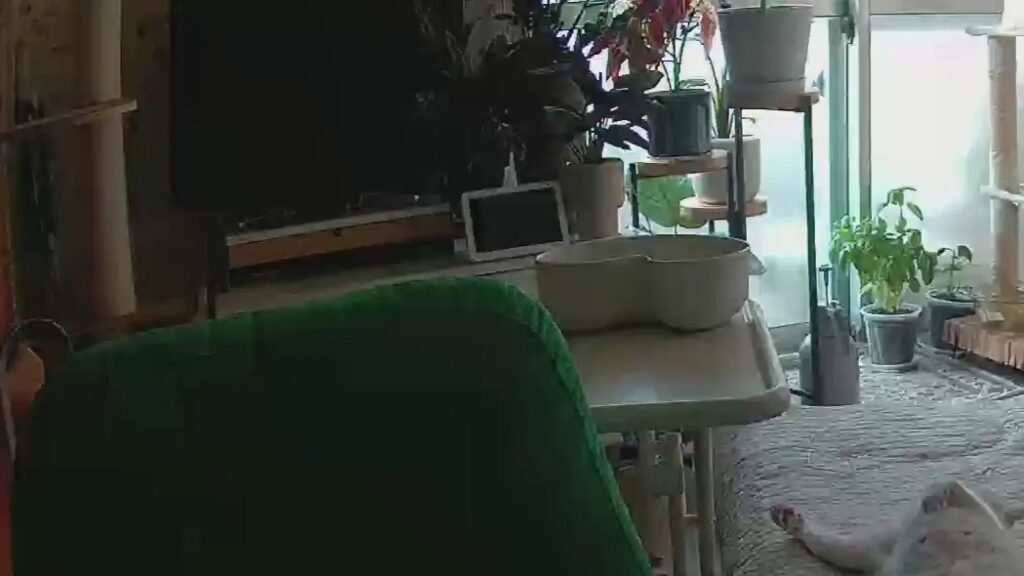 ペットカメラに映っていたのは…（@foufouchanさんより提供）