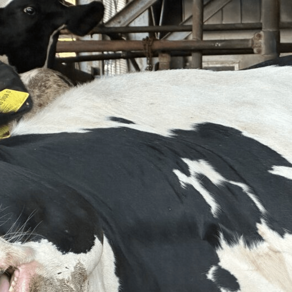 「いい寝顔やな」牧場従業員も大爆笑！？強烈な牛の寝顔に「この顔好きすぎます」「爆睡」「ノックアウトされてるようなw」「最高すぎる」