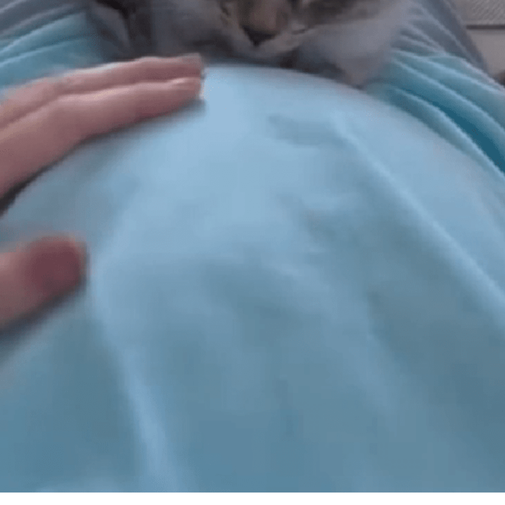 飼い主の膝でくつろぐ猫。しかし“お腹に赤ちゃんがいる”と気づくと…「感動しました」「幸せしかない」「いいお兄ちゃん」