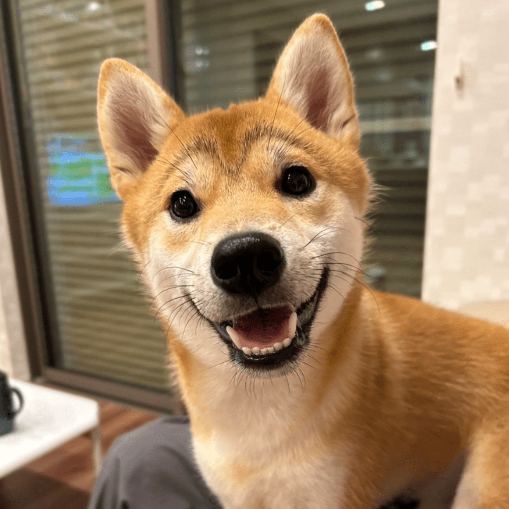 ニコッ！（@shimon_0624さんより提供）