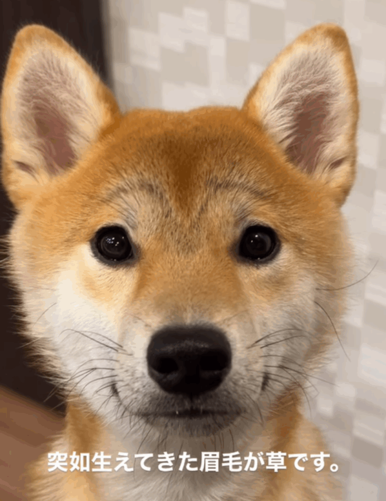 話題になったしもんくんの眉毛（@shimon_0624さんより提供）