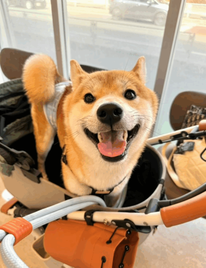 現在のしもんくん➀（@shimon_0624さんより提供）