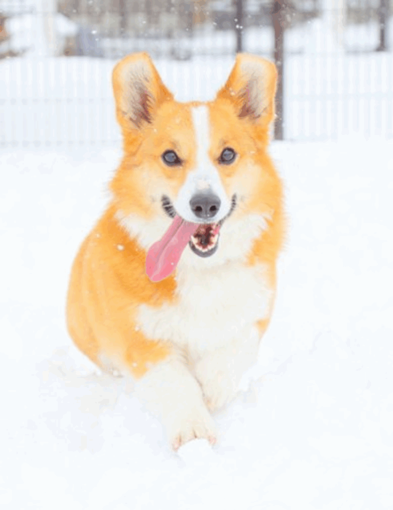 現在のメルちゃん➀（＠charilepiyopiyoさんより提供）