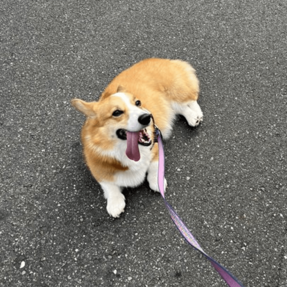 現在のメルちゃん②（＠charilepiyopiyoさんより提供）